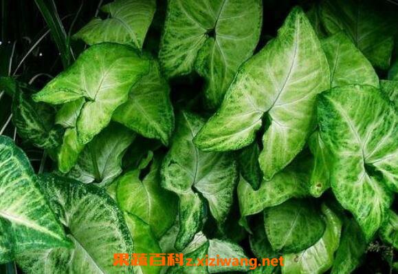 合果芋如何养殖 合果芋的养殖方法和注意事项