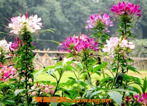 醉蝶花的养殖方法和养殖技巧