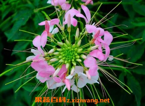 醉蝶花的养殖方法和养殖技巧
