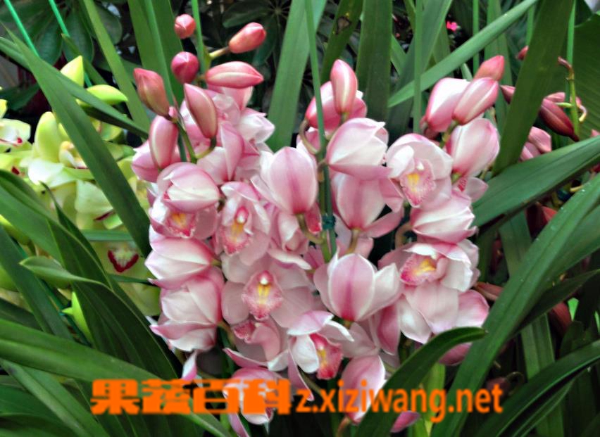 大花蕙兰烂根怎么办