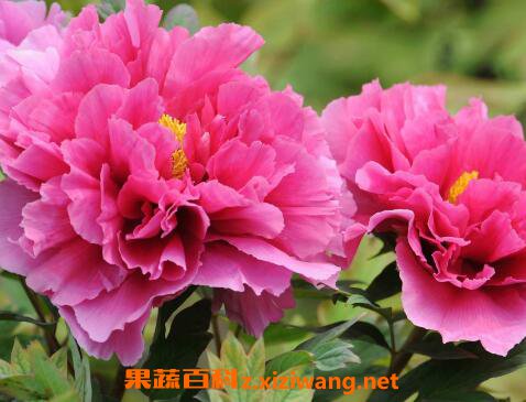 牡丹花如何种植 牡丹花的种植方法技巧