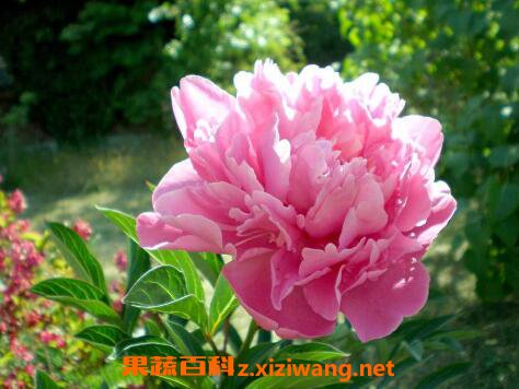 牡丹花如何种植 牡丹花的种植方法技巧