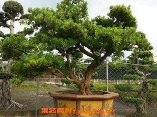 罗汉松怎么养 罗汉松的养殖方法和注意事项