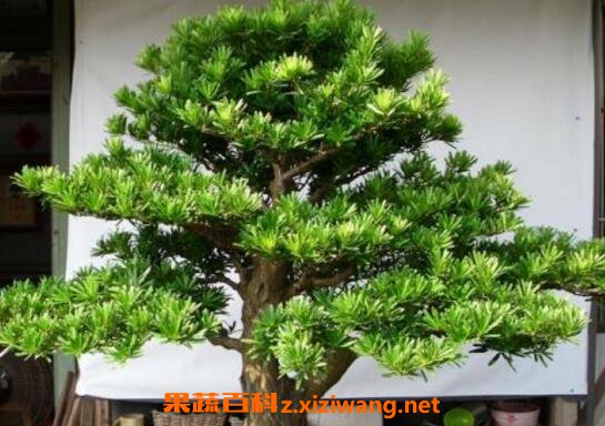 罗汉松怎么养 罗汉松的养殖方法和注意事项
