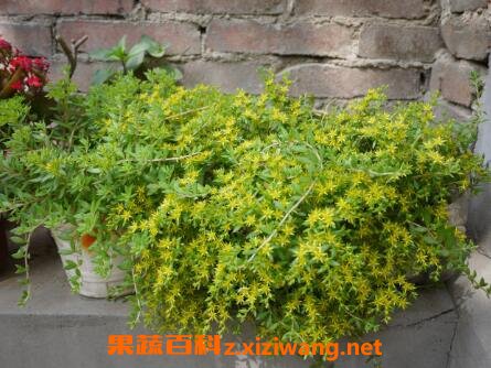 垂盆草图片 垂盆草的养殖方法