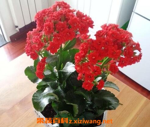 长寿花有毒吗 养殖长寿花的好处有哪些