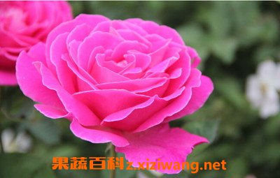 月季花的基本知识 月季花的功效与作用