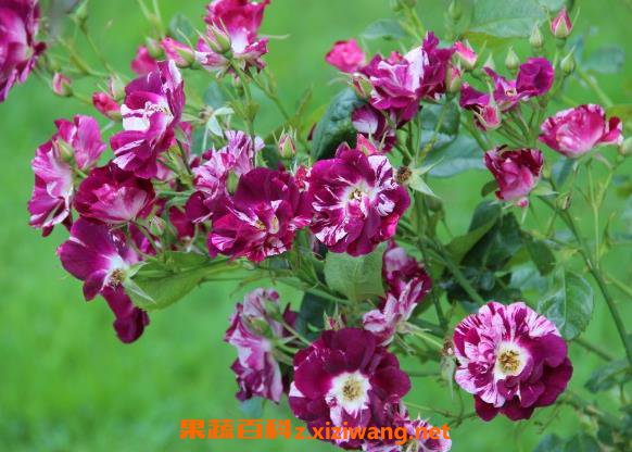 月季花的基本知识 月季花的功效与作用