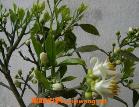 玳玳花的养植与修护