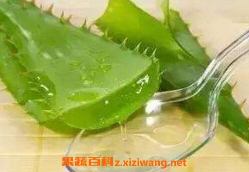芦荟有哪些功效与作用