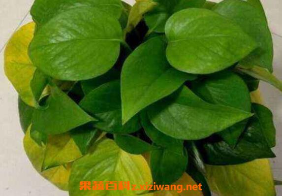 绿萝叶子发黄是什么原因 绿萝叶子发黄怎么补救