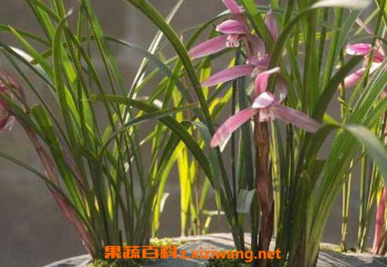 兰花怎么养 养殖兰花的技巧和注意事项