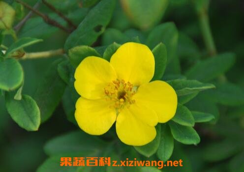 金露梅的功效与作用及常见用法