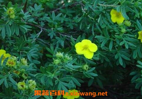 金露梅的功效与作用及常见用法