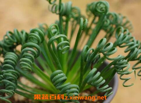 弹簧草怎么种植 弹簧草怎么养