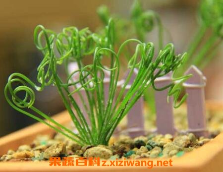 弹簧草怎么种植 弹簧草怎么养