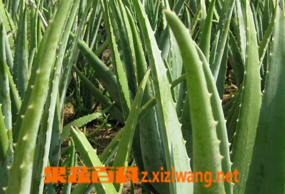 芦荟能吃吗 什么芦荟可以吃