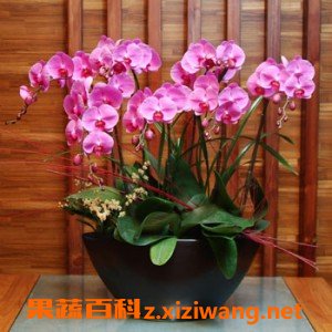 蝴蝶兰的养殖方法与注意事项