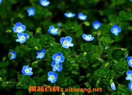四季之星花的养殖方法和注意事项