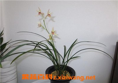 建兰如何养殖 建兰的养殖方法技巧