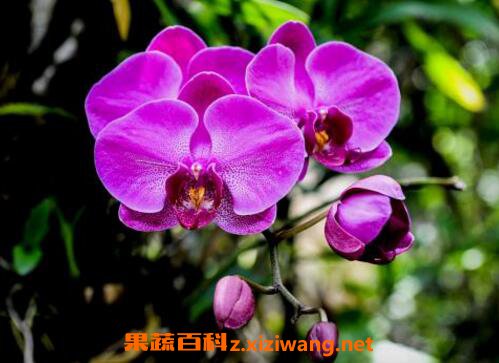 蝴蝶兰如何养 蝴蝶兰的养殖方法和注意事项