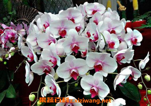 蝴蝶兰如何养 蝴蝶兰的养殖方法和注意事项