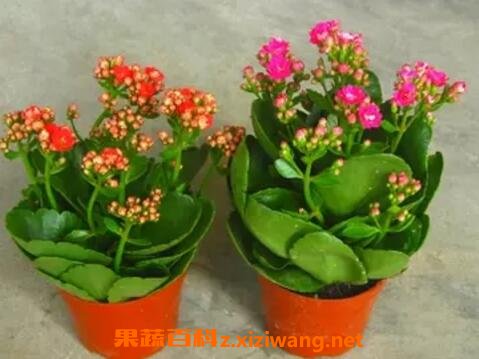 长寿花怎么养 长寿花的养殖方法 养殖长寿花的注意事项