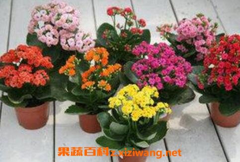 长寿花怎么养 长寿花的养殖方法 养殖长寿花的注意事项