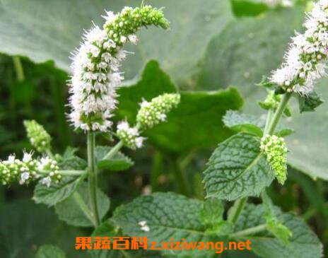 薄荷花的养殖方法和注意事项