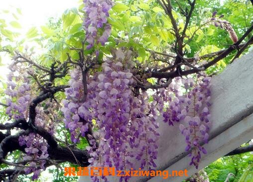 紫藤花怎么种植 紫藤花的养殖方法