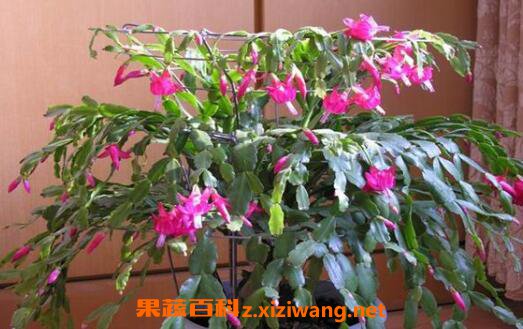 蟹爪兰怎么养好 蟹爪兰的养殖方法和注意事项