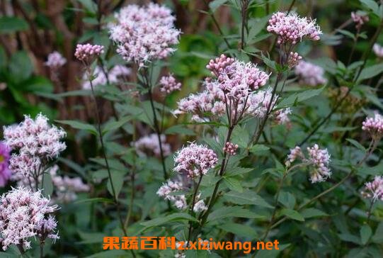 佩兰的功效与作用 佩兰的食用方法及禁忌
