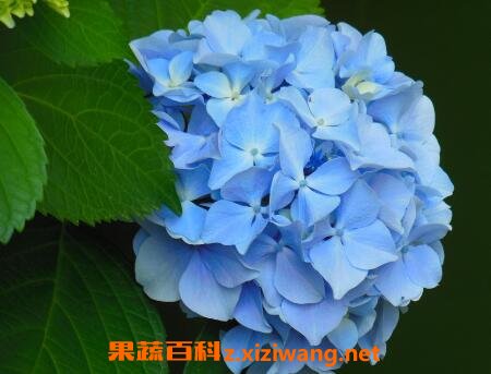 八角绣球花的养殖方法和方法技巧