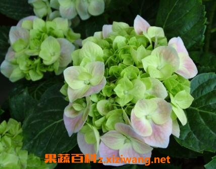 八角绣球花的养殖方法和方法技巧