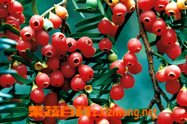 红豆杉的药用价值 红豆杉的功效