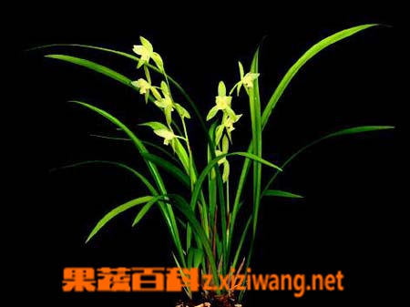 独占春的功效与作用