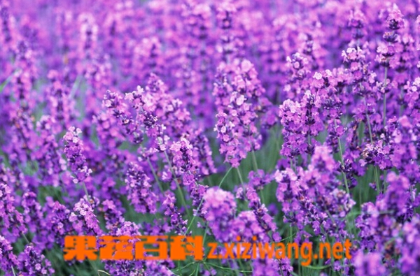 紫色花种类图片和名称