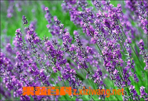 薰衣草花期是什么时候 薰衣草什么时候开花