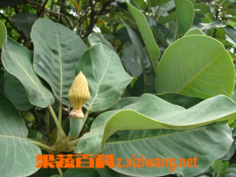 山玉兰的功效与作用