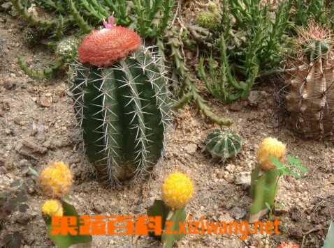 彩云球的功效与作用