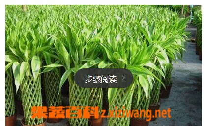 富贵竹叶子发黄怎么办呢