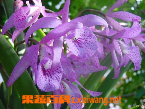 瑞香的功效与作用