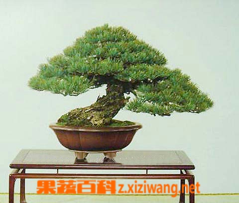 五针松的功效与作用