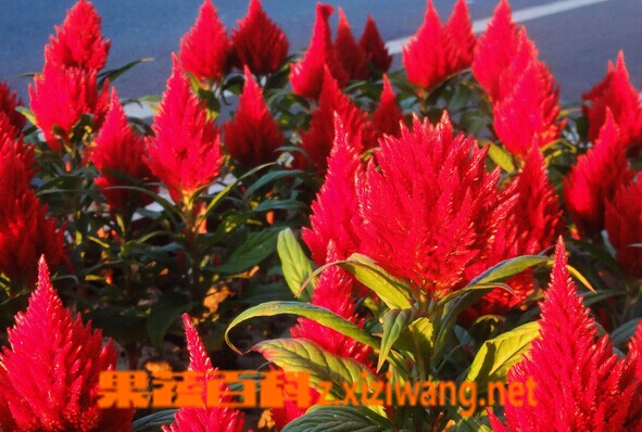 火炬花的功效与作用 火炬花盆栽种植时要点