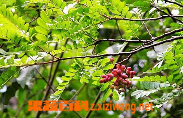 清香木的功效与作用