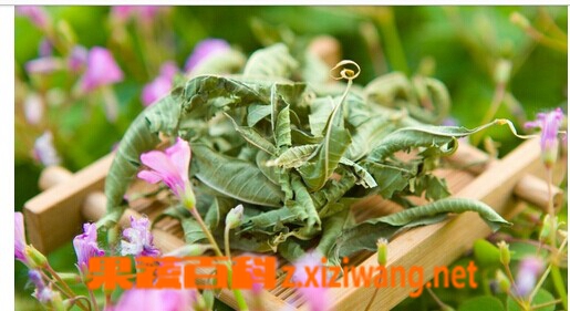 马鞭草的功效和作用