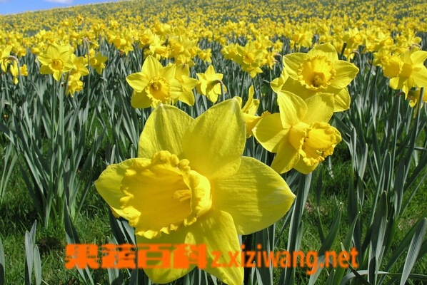 水仙花的功效与作用 水仙花的药用价值