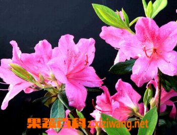 杜鹃花的功效与作用