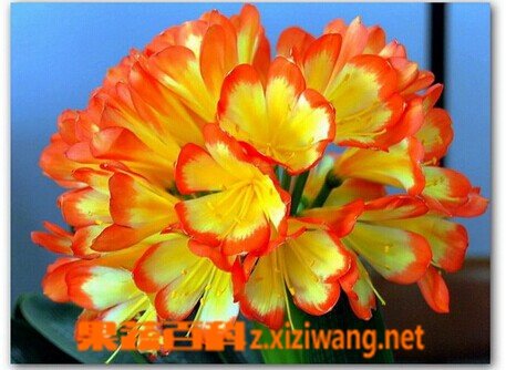 君子兰的功效与作用