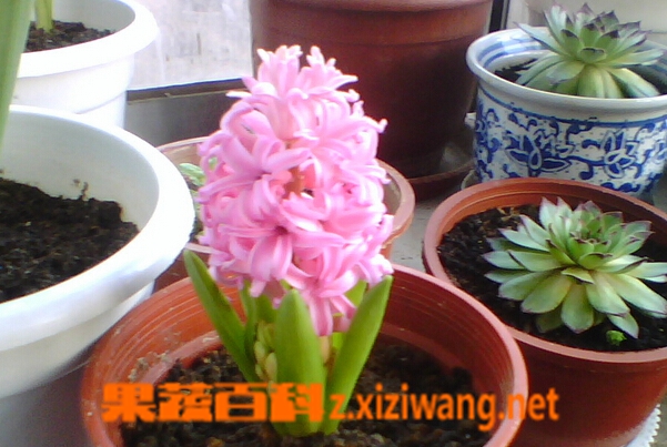 风信子的养殖方法与注意事项